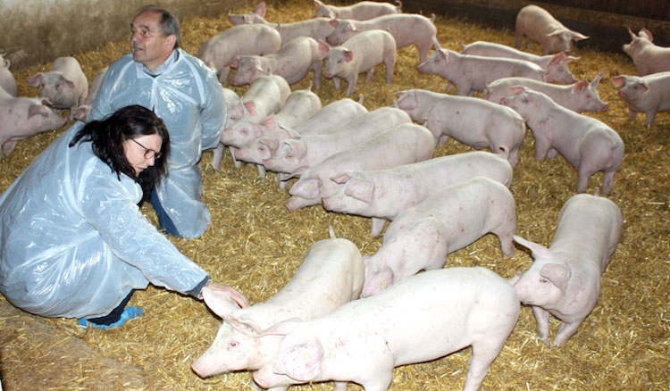 Ute Vogt mit dem Bauern in dessen Schweinestall, in dem die Schweine, rund 25 Tiere, einen dicken Bodenbelag aus Stroh haben statt der üblichen sogenannten Spaltenböden.